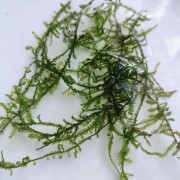 Колючий мох или Мох Спайки (Spiky moss)